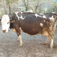 گاو سیمینتال اصل