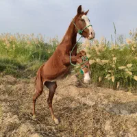 اسب|اسب و تجهیزات اسب‌سواری|حمیدیه, |دیوار