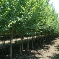 فرصت طلایی برای باغداران حرفه‌ای نهال صنوبر