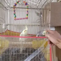 عروس هلندی معاوضه با نقره|پرنده|تهران, سبلان (لشگر)|دیوار