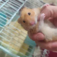 واگذاری همستر