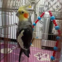 یک جفت عروس هلندی