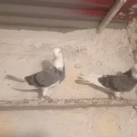 کبوتر