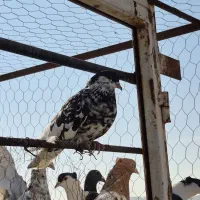 ماده یال افشون