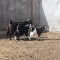 بز دوقلو (جمل)