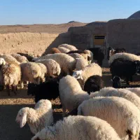 بره و بزغاله|حیوانات مزرعه|قائن, |دیوار