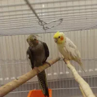 یک جفت عروس هلندی با جوجه