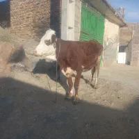 گاو گوساله سمینتال ماده
