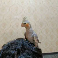 عروس هلندی کاملا دستی