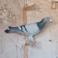 یک دسته بیست و سه تایی همه جوجه بمب