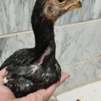 جوجه لاری هندی نوک طوطی