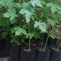 نهالستان سینا(تولید کننده نهال استوایی و گرمسیری)|گل و گیاه طبیعی|میناب, |دیوار