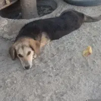 سگ پا کوتاه اصل