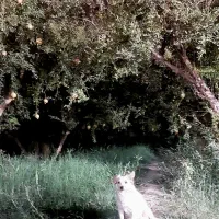 واگذاری سگ|سگ|یزد, |دیوار