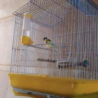 قناری گلاستر نر|پرنده|تهران, کوی بیمه|دیوار