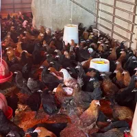 مرغ ۴ ماهه|حیوانات مزرعه|بسطام, |دیوار