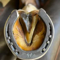 نعلبندی تخصصی اسب