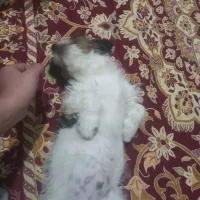 توله نر پاکوتاه|سگ|زابل, |دیوار