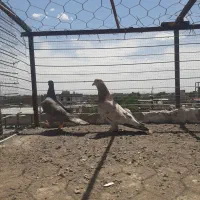 سرور کله توپی چینگ ریز
