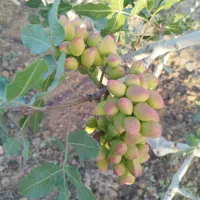 زمین