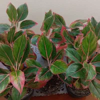3نوع گل طبیعی