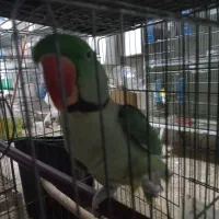 شاه طوطی|پرنده|اهواز, سلطانمنش|دیوار