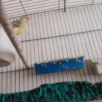 قناری|پرنده|قم, قلعه کامکار|دیوار