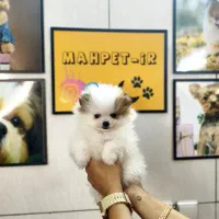 Pomeranian Original / پامرانین خرسی شیتزو توی پودل