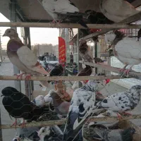 کبوتر دونه ای 110 تومن|پرنده|مشکین‌دشت, |دیوار