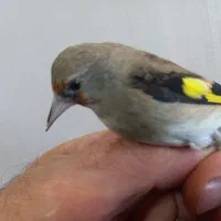 سهره کرمانی و  جنگلی و قفس سهره خاکی