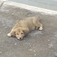 سگ .|سگ|قم, قلعه صدری|دیوار