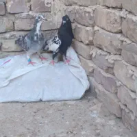کبوتر گرفتنی