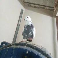 کفتر المانی یا رنگی خوب|پرنده|ورامین, خیر آباد|دیوار