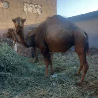 شتر فروشی