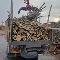 خریدار  درخت و چوب مستقیم شرکت