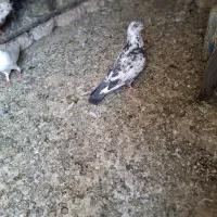 ی نر قلدور نابلد