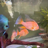 ماهی اکواریوم هکل البینو