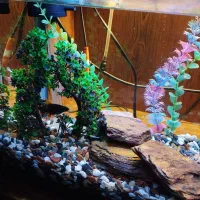 اکواریوم ماهی|ماهی|کرمان, |دیوار