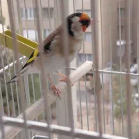 سهره .قناری