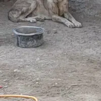 سگ ماده