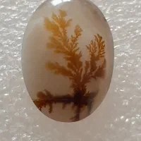 شجر تک درخت