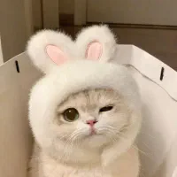 معاوضه دوچرخه با گربه