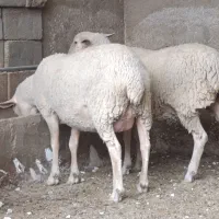 قوچ لاکن|حیوانات مزرعه|اشکذر, |دیوار