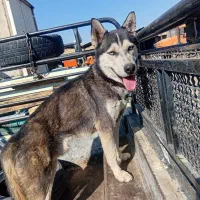 سلام سگ هاسگی