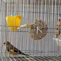 سهره|پرنده|قره چای, |دیوار