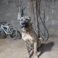 سگ فروشی|سگ|فیروزه, |دیوار