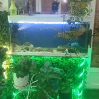 اکواریوم شرکتی در حد نو ..