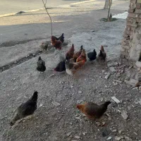 سلام ۱۴تا مرغ جوان ویک خروس همه باهم ببرید دونی۸۰۰