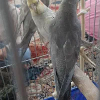 دو عدد جوجه ۳ ماهه عروس هلندی دستی