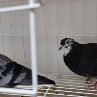 کبوتر سرای هما|پرنده|دامغان, |دیوار